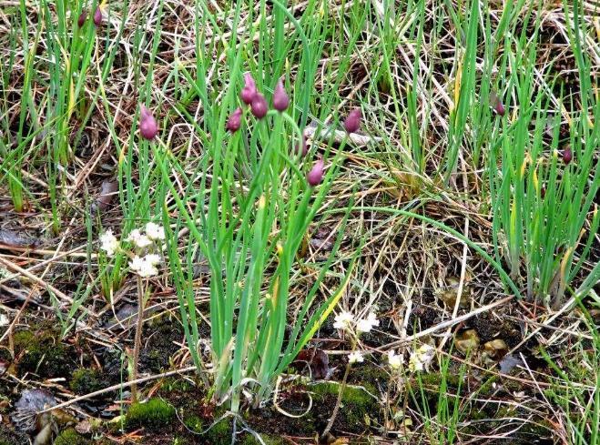 农村常见的野生小蒜,你知道有哪些作用吗