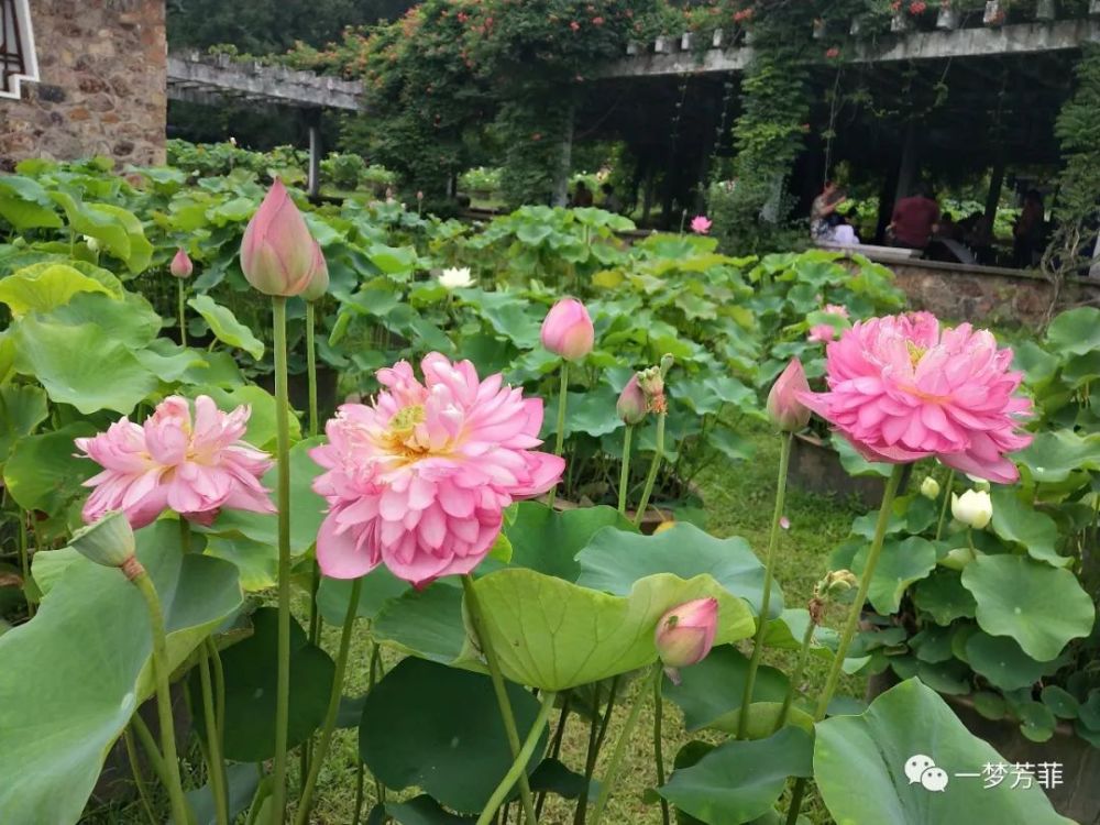 寒雪|【一梦芳菲】多情总把卿卿忆，每数霞升又月钩