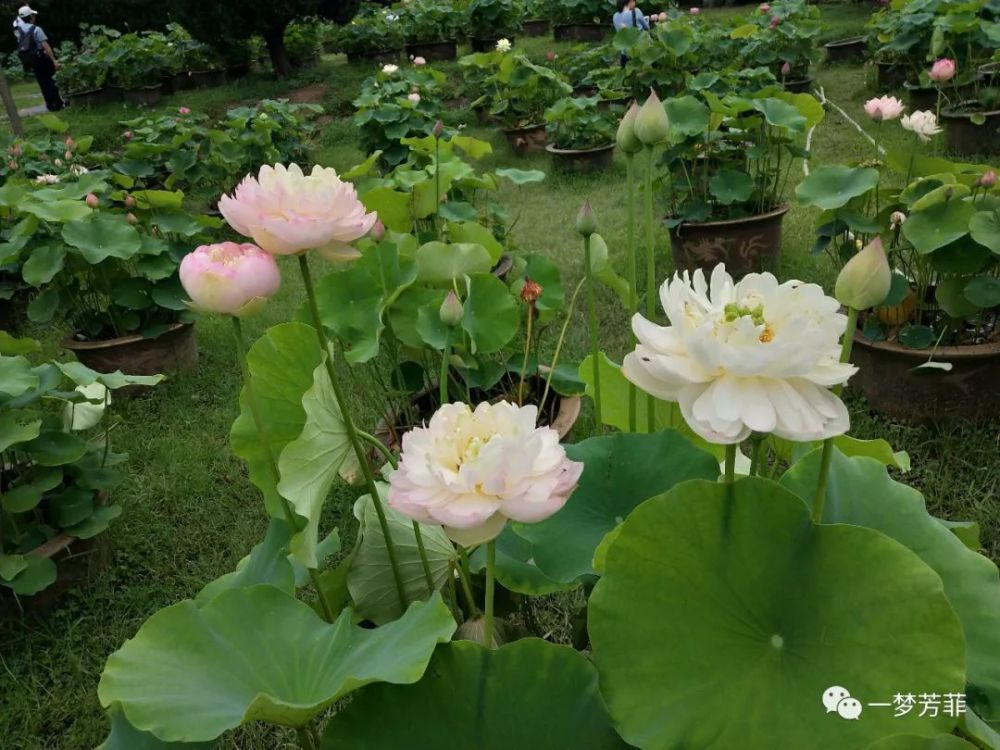 寒雪|【一梦芳菲】多情总把卿卿忆，每数霞升又月钩