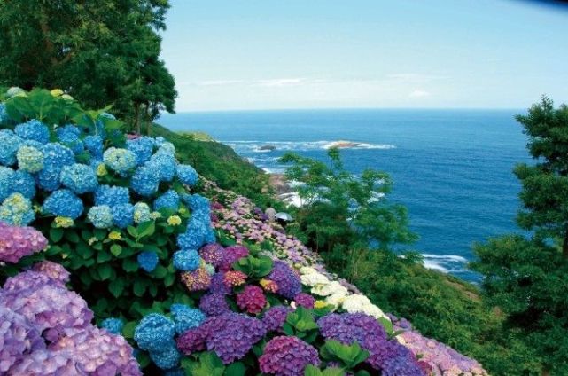 花语缤纷 今夏九州最热门赏花地盘点 腾讯网