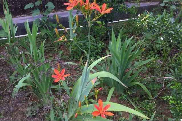 外形长得像蝴蝶的"金蝴蝶"花,是珍贵的草药,一斤卖到80元