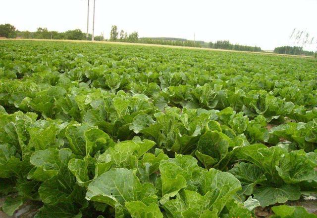 秋白菜夜蛾类害虫多发 掌握2个防治技巧 防虫害 能增产