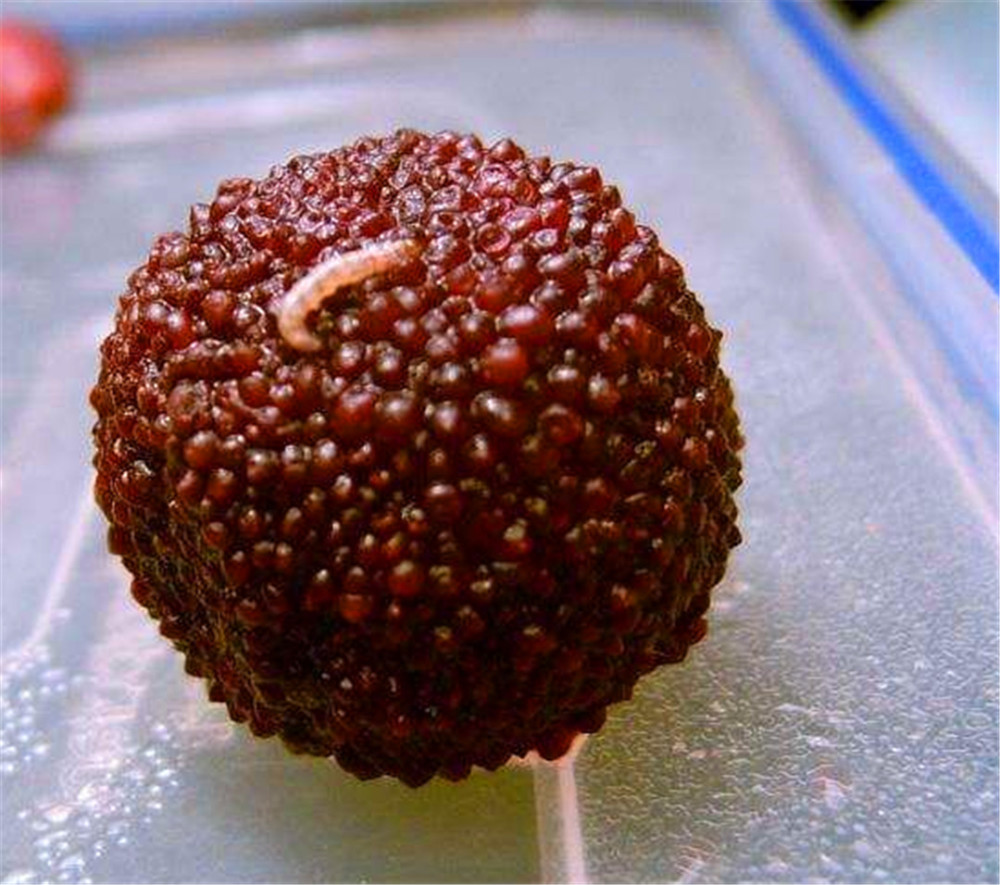 杨梅里面的虫子到底能不能吃?