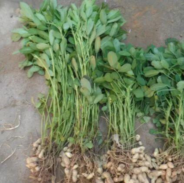 农民种花生,高产要控旺,怎么控?推荐1个小配方,增产效果好