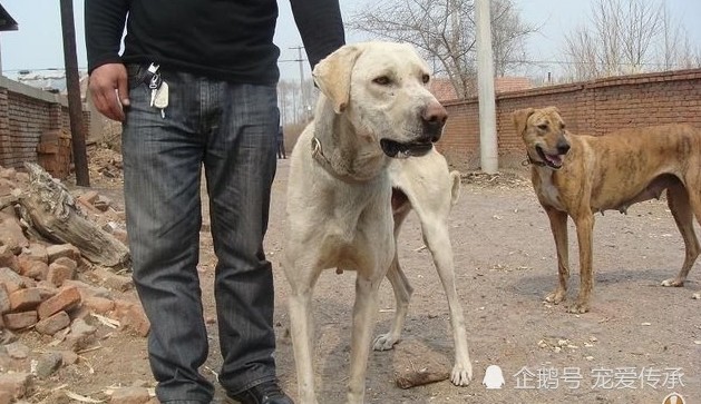 在蒙古草原,多數人養蒙古獒,有錢人才養這種犬,鬥狼看家還護主