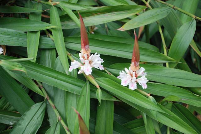 戴着帽子的益智花你认识吗