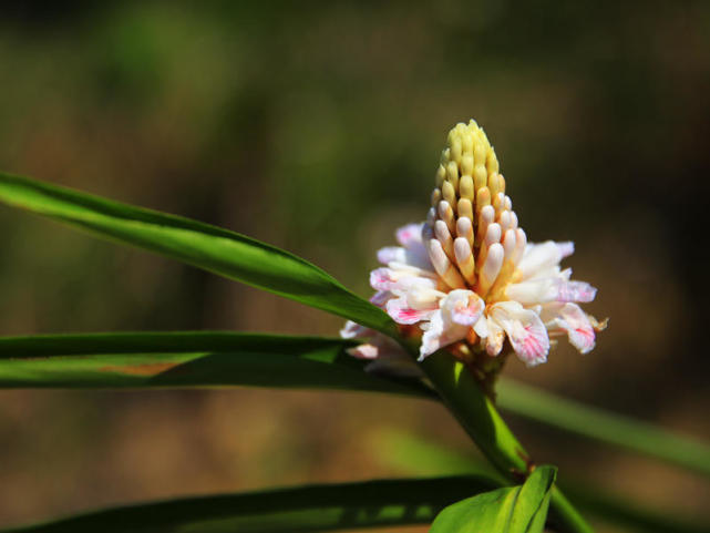 戴着帽子的益智花你认识吗
