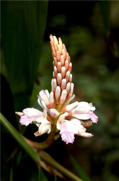 戴着帽子的益智花你认识吗