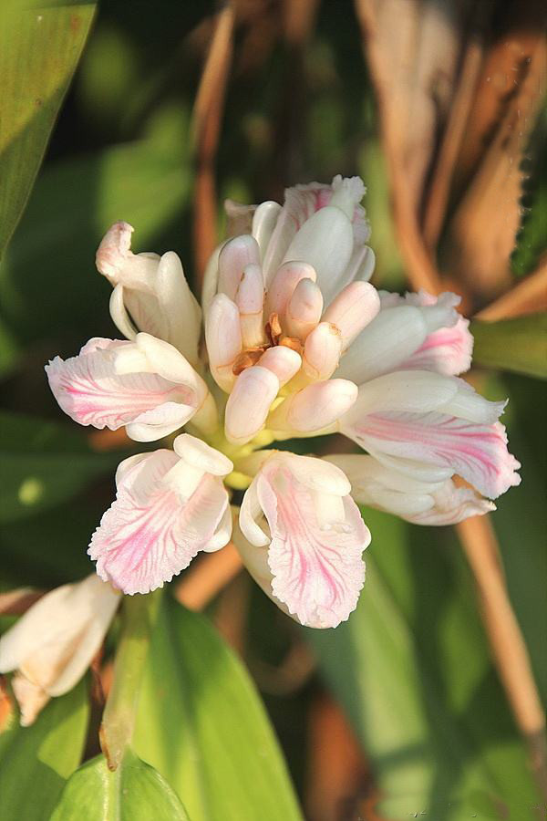 戴着"帽子"的益智花 你认识吗?