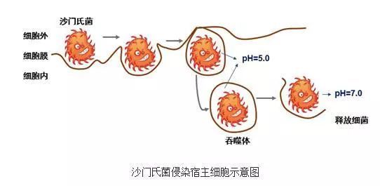 分解沙的微生物图片图片