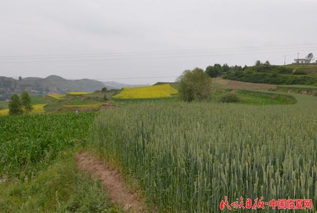 杓家村 待到 药花 烂漫时