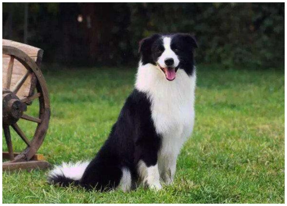 边牧智商究竟有多高?网友直言不敢养:怕它嫌我