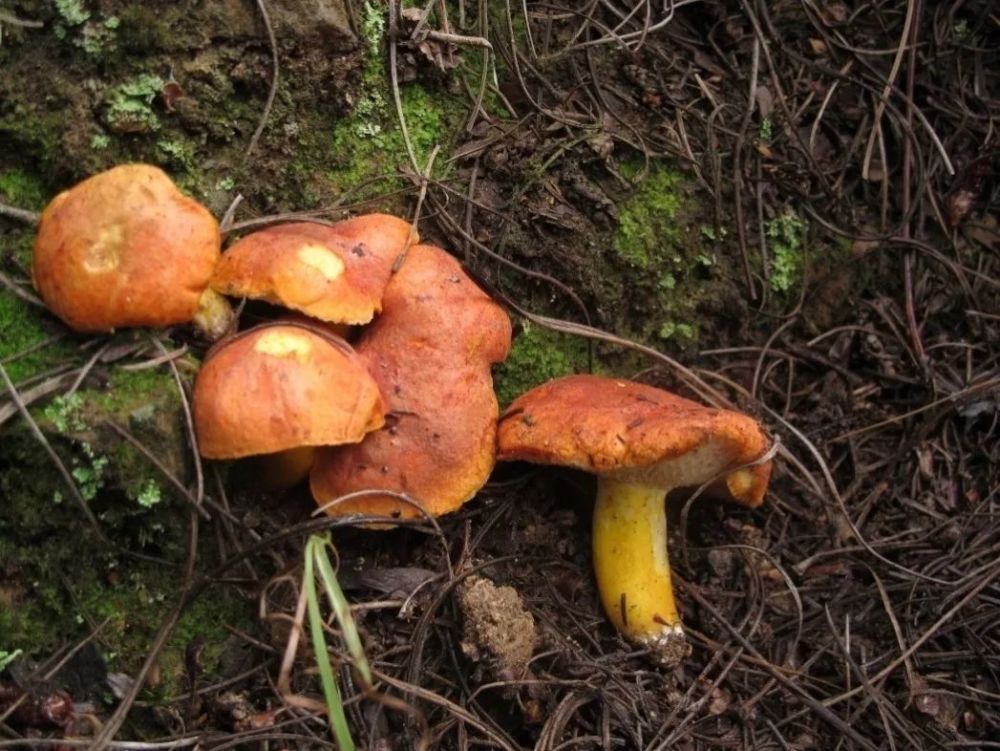 雲南常見食用野生菌大盤點_騰訊新聞