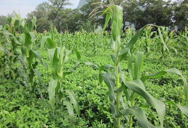 花生套种玉米,对比单一种植花生或玉米,优势点在哪?