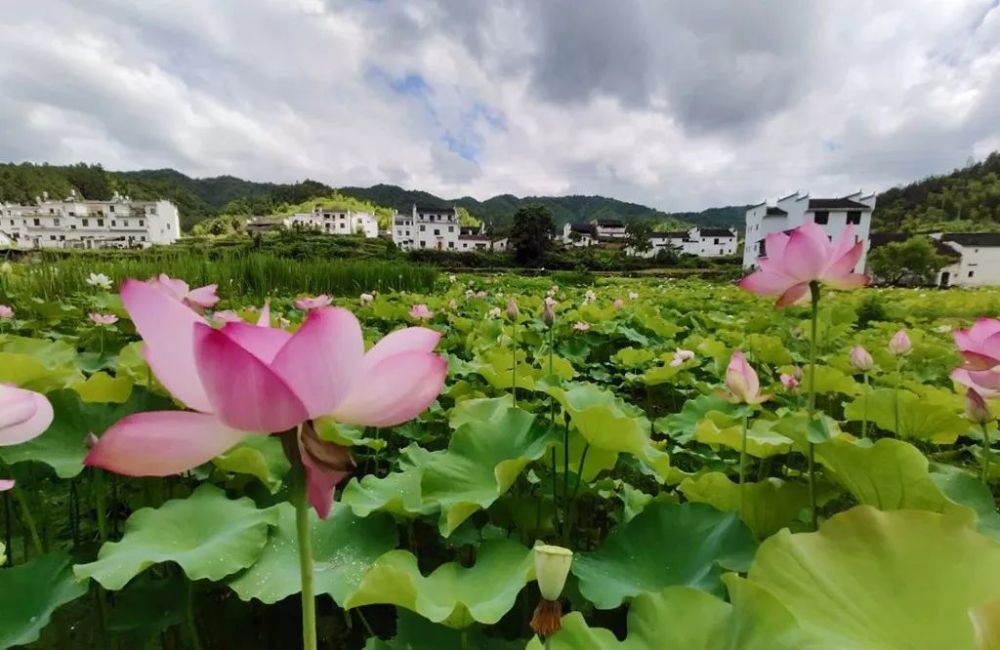 "接天莲叶无穷碧,映日荷花别样红,荷花的美,不仅倾倒了世人,也迷醉了