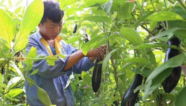 农民种茄子 巧整枝促使茄子稳产不断层 腾讯网