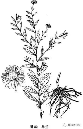 草本,生于路边,田野,山坡上原植物:马兰科:菊科产地:全国药用部位:全