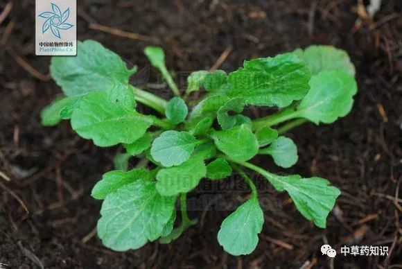 生於路邊,田野,山坡上原植物:馬蘭科:菊科產地:全國藥用部位:全草或根