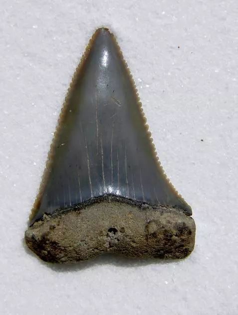 (大白鲨的牙齿)