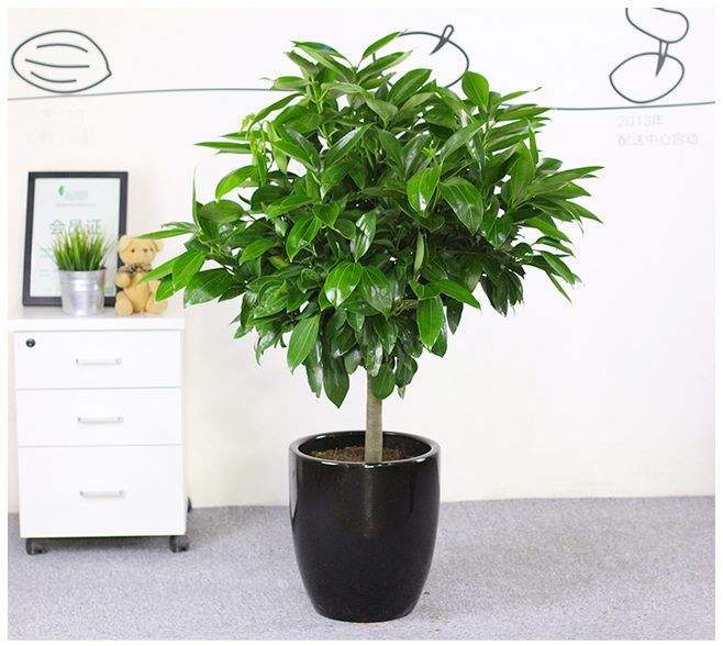 养平安树,学会这样做,不再黄叶枯叶,叶片翠绿,观
