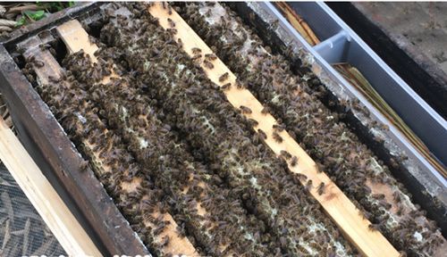 中蜂养中蜂养殖视频 中蜂养殖技术视频全集蜂业