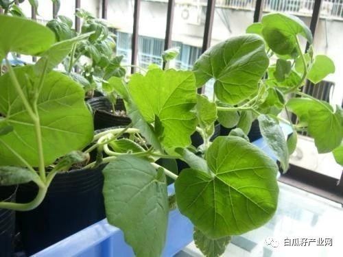 南瓜种植技术 中国南瓜都有哪些栽培茬口
