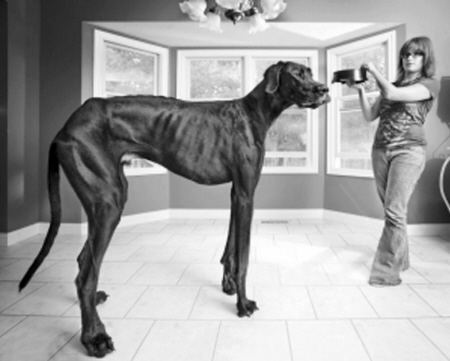 世界上最大的三种狗 第一种是出了名的大长腿 最后一个能当马骑