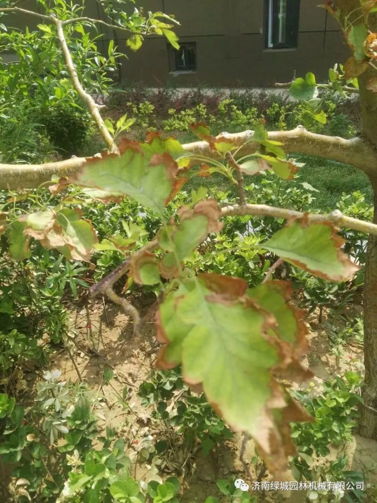 园林植物|园林植物病害诊断和解决方案-园林植物病虫害防治技术