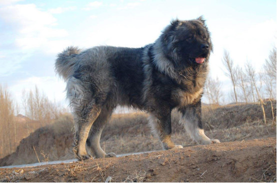 俄罗斯国宝高加索犬 体型巨大长得像头熊 却是最忠诚的护卫