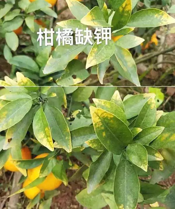 可能因为缺钾!常见钾肥怎么选性价比高?|追肥|钾肥|柑橘|腐植酸