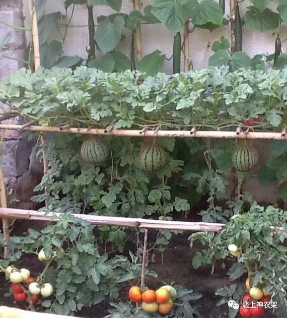 没有 菜园 又怎样 在家照样当 菜农
