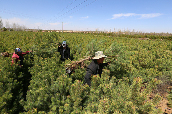 "治沙英雄"牛玉琴:11万亩沙漠披绿装
