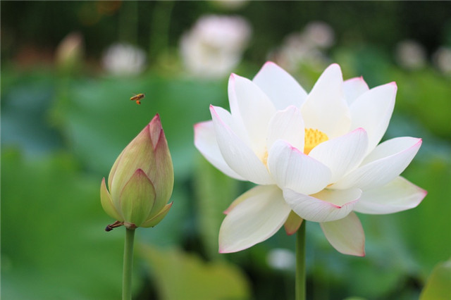 7月这10种正值花期的花 你最喜欢哪一种