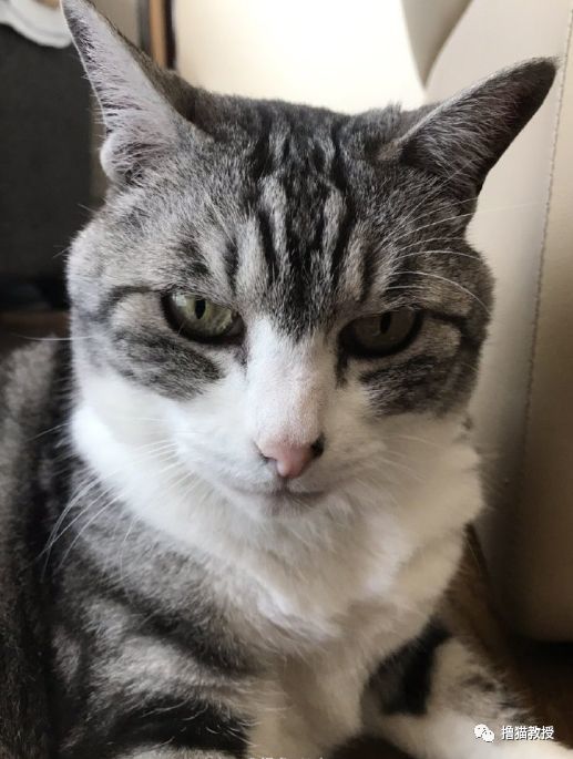 腾讯内容开放平台