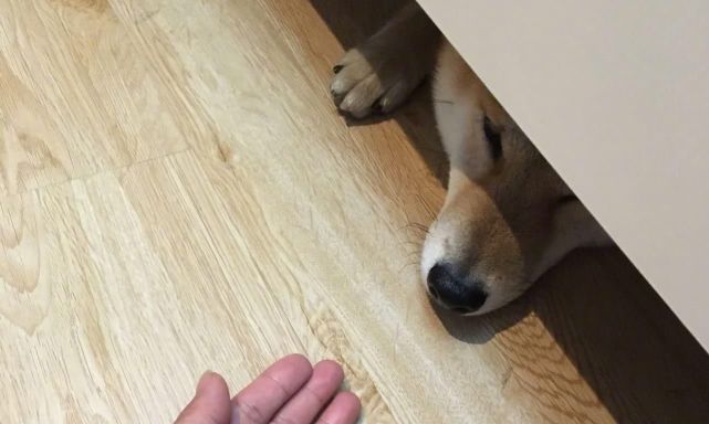 为什么狗狗喜欢往床底下钻?是做了亏心事还是生病了?