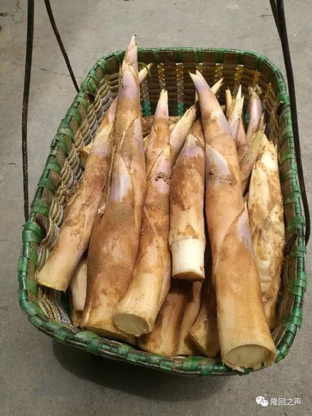 竹鞭笋的鲜,前提是嫩,要想嫩,必须是泥底下未见光的才行.