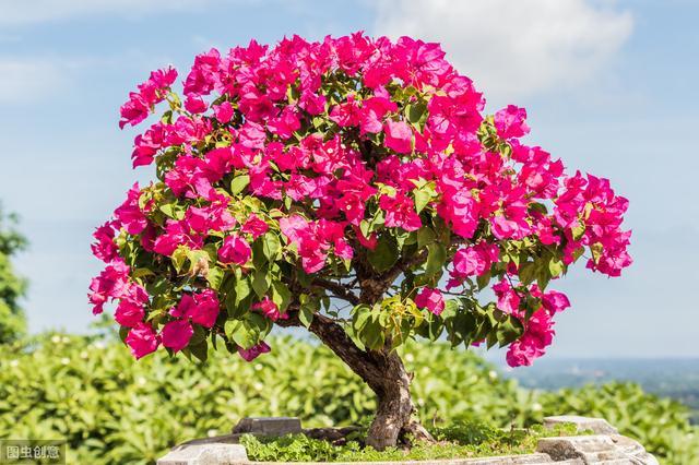 做到"这3点",鲜艳亮丽繁花满树