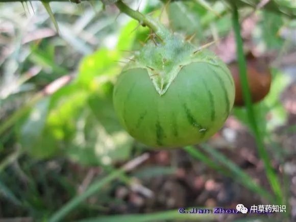 中藥材:野顛茄