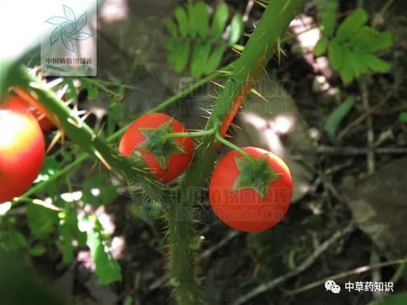 野顛茄药材性状:根近圆柱形,分枝而扭曲,顶端有时附具细直皮刺的残茎