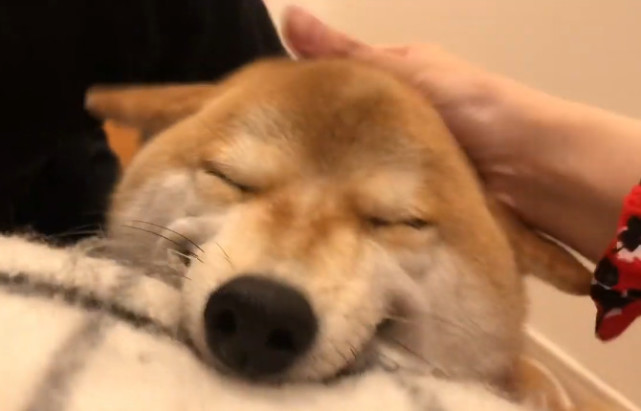 柴犬不想当 留守儿童 带着床要一起睡 狗 躺这儿吧