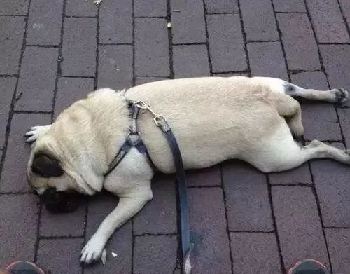 迈得开腿 去人才市场招聘,社保局还有各种培训会议,就这样走到累瘫