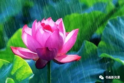 刘辰翁|22幅极美的雨荷图，太美啦！