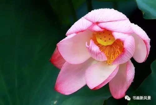 刘辰翁|22幅极美的雨荷图，太美啦！