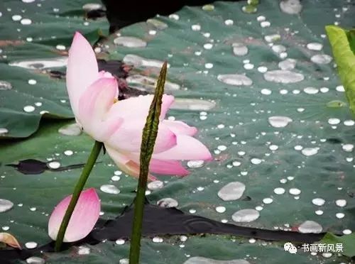 刘辰翁|22幅极美的雨荷图，太美啦！