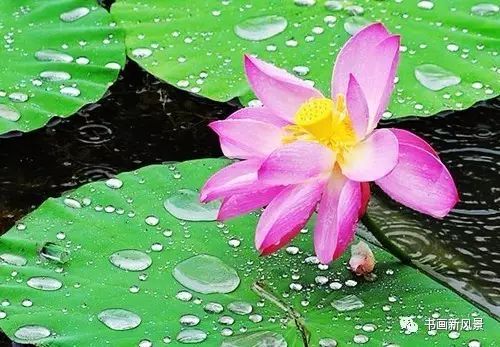 刘辰翁|22幅极美的雨荷图，太美啦！