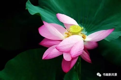 刘辰翁|22幅极美的雨荷图，太美啦！