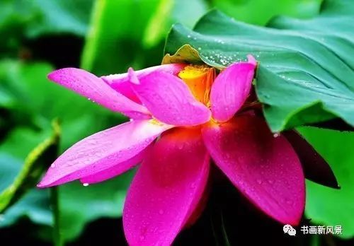 刘辰翁|22幅极美的雨荷图，太美啦！