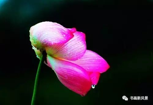 刘辰翁|22幅极美的雨荷图，太美啦！