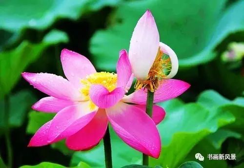 刘辰翁|22幅极美的雨荷图，太美啦！