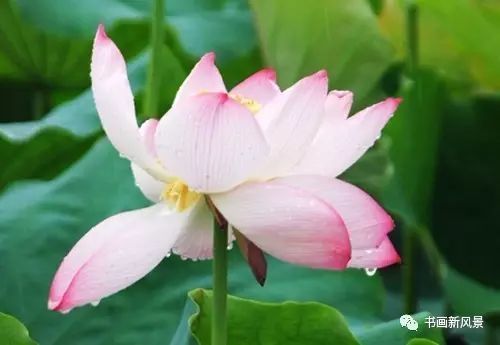 刘辰翁|22幅极美的雨荷图，太美啦！